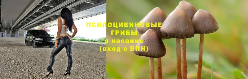 Псилоцибиновые грибы Cubensis  где можно купить   Полтавская 